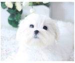 Maltese For Sale - Maltese Dog