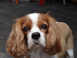 Bailey - Cavalier King Charles Spaniel Dog