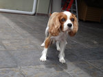 Bailey - Cavalier King Charles Spaniel Dog