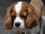 Bailey - Cavalier King Charles Spaniel Dog