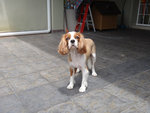 Bailey - Cavalier King Charles Spaniel Dog