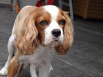 Bailey - Cavalier King Charles Spaniel Dog