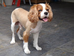 Bailey - Cavalier King Charles Spaniel Dog