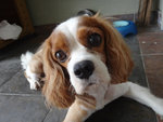 Bailey - Cavalier King Charles Spaniel Dog