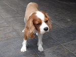 Bailey - Cavalier King Charles Spaniel Dog