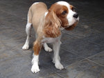 Bailey - Cavalier King Charles Spaniel Dog