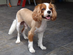 Bailey - Cavalier King Charles Spaniel Dog