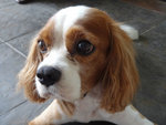 Bailey - Cavalier King Charles Spaniel Dog