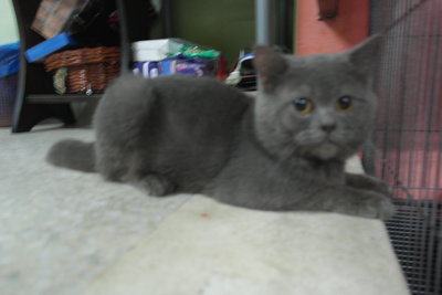 Borris - British Shorthair Cat