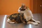 Cici - Domestic Short Hair Cat