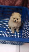 PF44238 - Pomeranian Dog