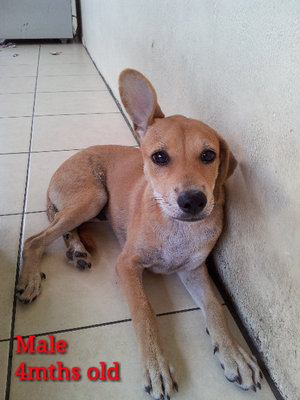 Ms Brown - Mixed Breed Dog