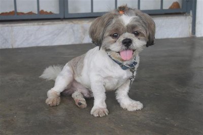 Chester - Shih Tzu Dog