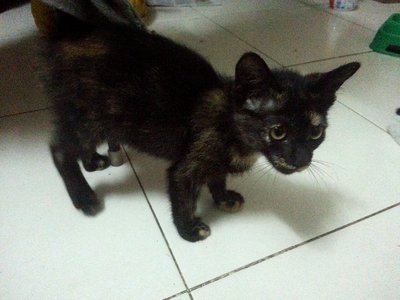 Suissi - Domestic Medium Hair Cat