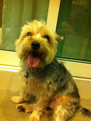 Bear - Silky Terrier Dog