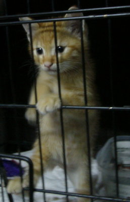 Baby-boy - Oriental Short Hair Cat