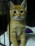 Baby-boy - Oriental Short Hair Cat