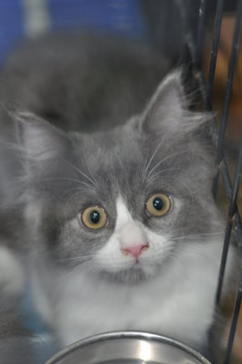 Tom - Maine Coon + Domestic Long Hair Cat