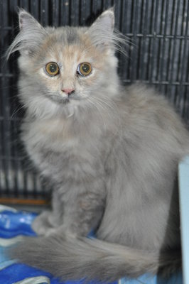 Kate - Maine Coon + Domestic Long Hair Cat