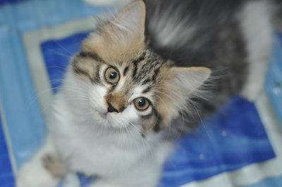 Boy - Maine Coon + Domestic Long Hair Cat