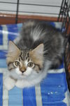 Boy - Maine Coon + Domestic Long Hair Cat