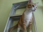 Syarifah - Domestic Short Hair Cat