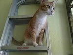 Syarifah - Domestic Short Hair Cat