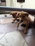 Looking For A Home Urgently.! - Mixed Breed Dog