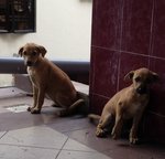 Looking For A Home Urgently.! - Mixed Breed Dog