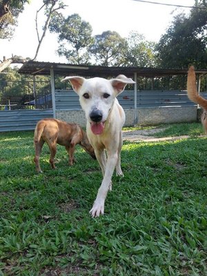 Whitey - Labrador Retriever Mix Dog