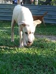 Whitey - Labrador Retriever Mix Dog