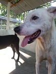 Whitey - Labrador Retriever Mix Dog