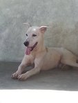 Whitey - Labrador Retriever Mix Dog