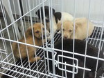 17 Puppies( Female&amp;male) - Mixed Breed Dog