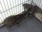 17 Puppies( Female&amp;male) - Mixed Breed Dog