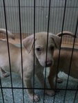 17 Puppies( Female&amp;male) - Mixed Breed Dog