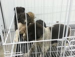 17 Puppies( Female&amp;male) - Mixed Breed Dog