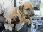 17 Puppies( Female&amp;male) - Mixed Breed Dog