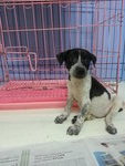 17 Puppies( Female&amp;male) - Mixed Breed Dog