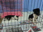 17 Puppies( Female&amp;male) - Mixed Breed Dog