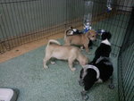 17 Puppies( Female&amp;male) - Mixed Breed Dog