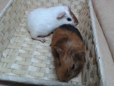 3 Guines Pigs For Adoption - Guinea Pig Small & Furry