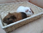 3 Guines Pigs For Adoption - Guinea Pig Small & Furry