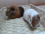 3 Guines Pigs For Adoption - Guinea Pig Small & Furry