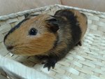 3 Guines Pigs For Adoption - Guinea Pig Small & Furry