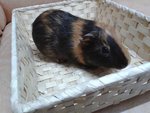 3 Guines Pigs For Adoption - Guinea Pig Small & Furry