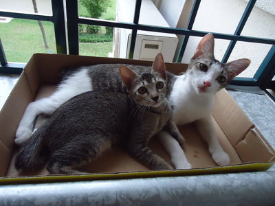 Cute Mommy And Baby Kitty Combo - Domestic Short Hair Cat