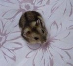 三线鼠djungarian Hamster - Rummanian Hamster Hamster