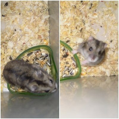 Cutey - Short Dwarf Hamster Hamster