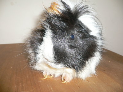 Jojo - Guinea Pig Small & Furry